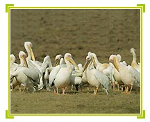Pelicans in Nalsarovar Reserve 
