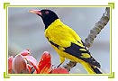 Golden Triangle Tour with bharatpur 